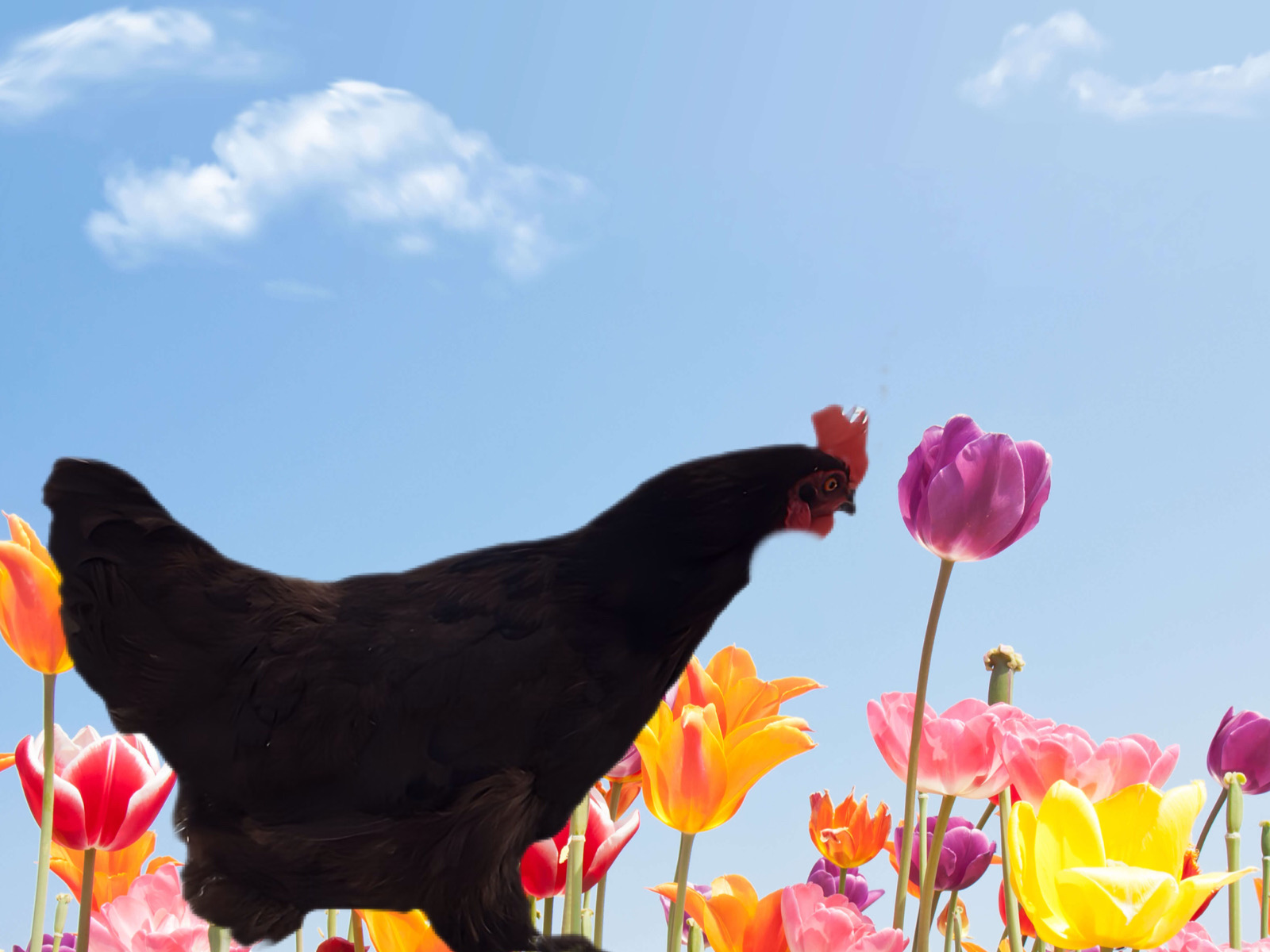 Poule noir prénommée Noiraude et une tulipe rouge