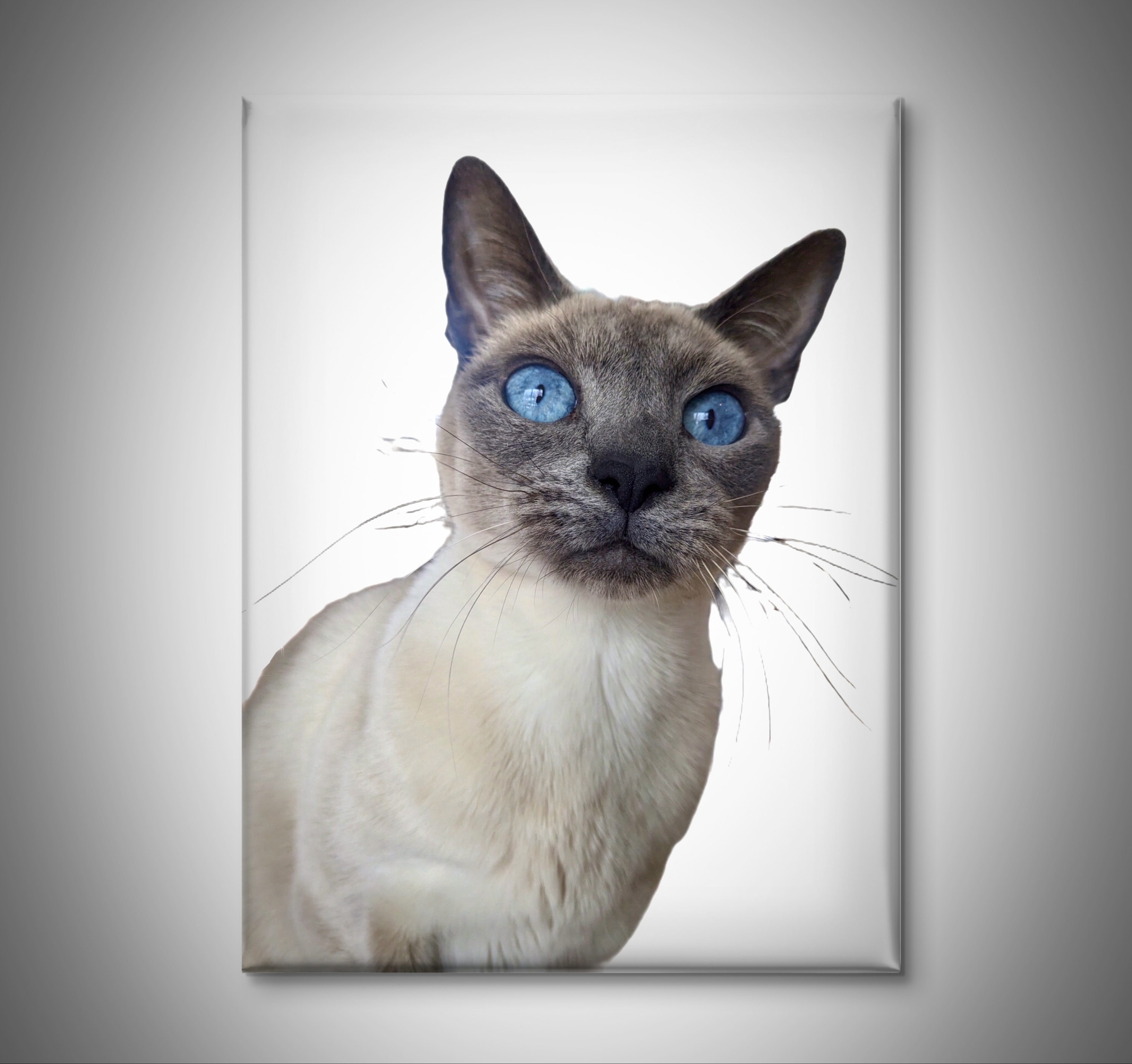 Chatte siamoise blue point