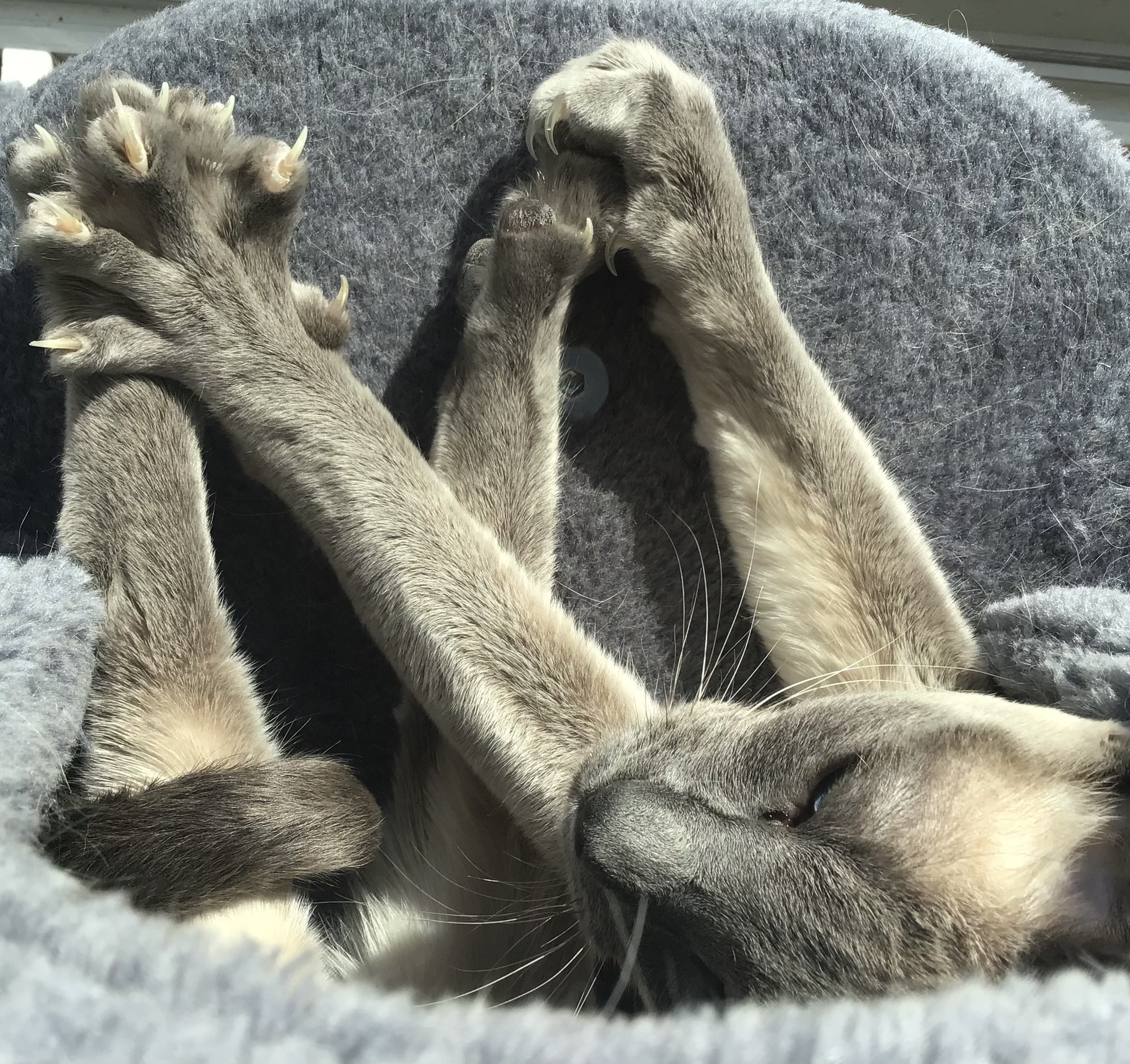 Chat siamois. Blue point griffe et pattes