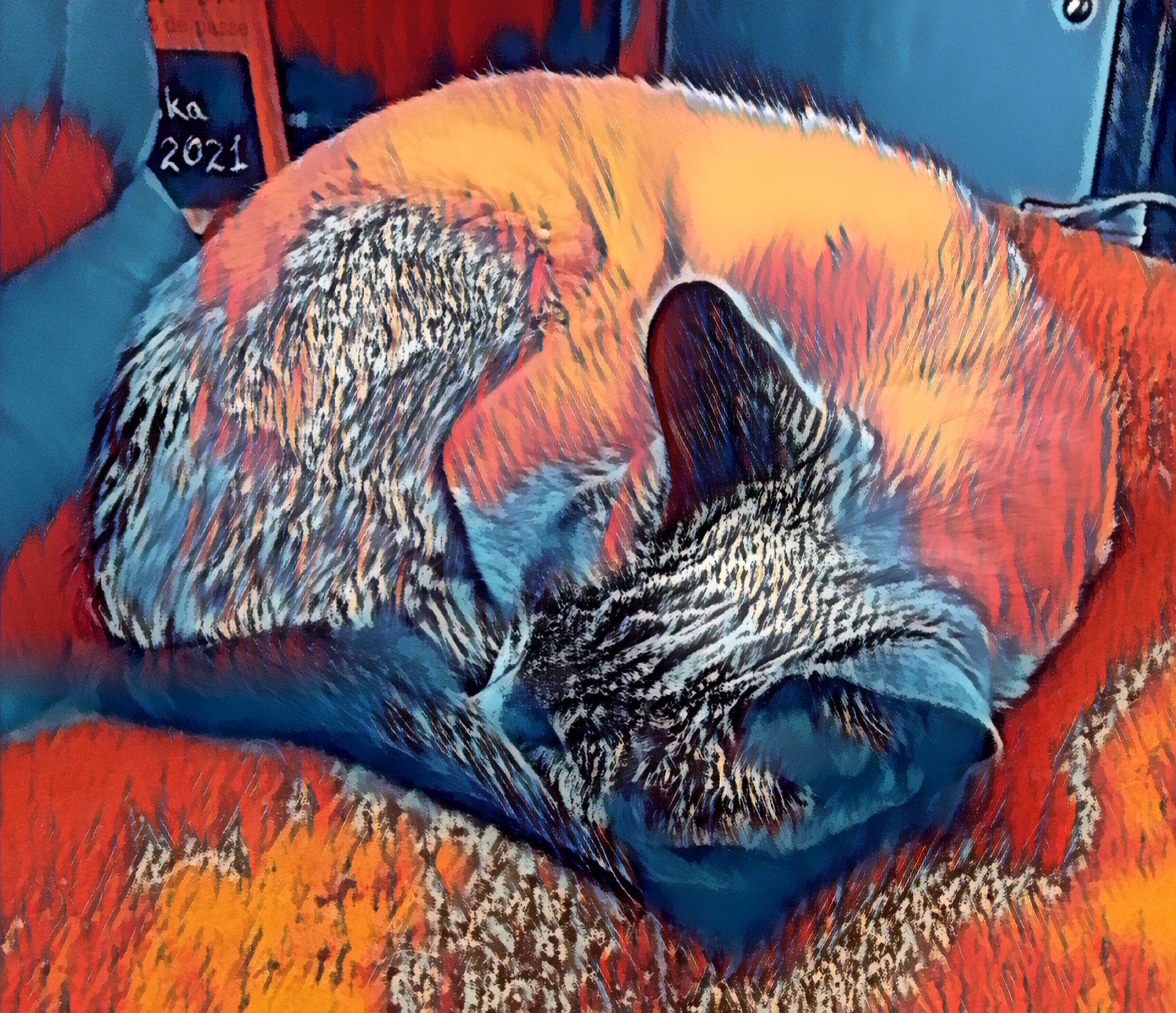 Chatte siamoise blue point