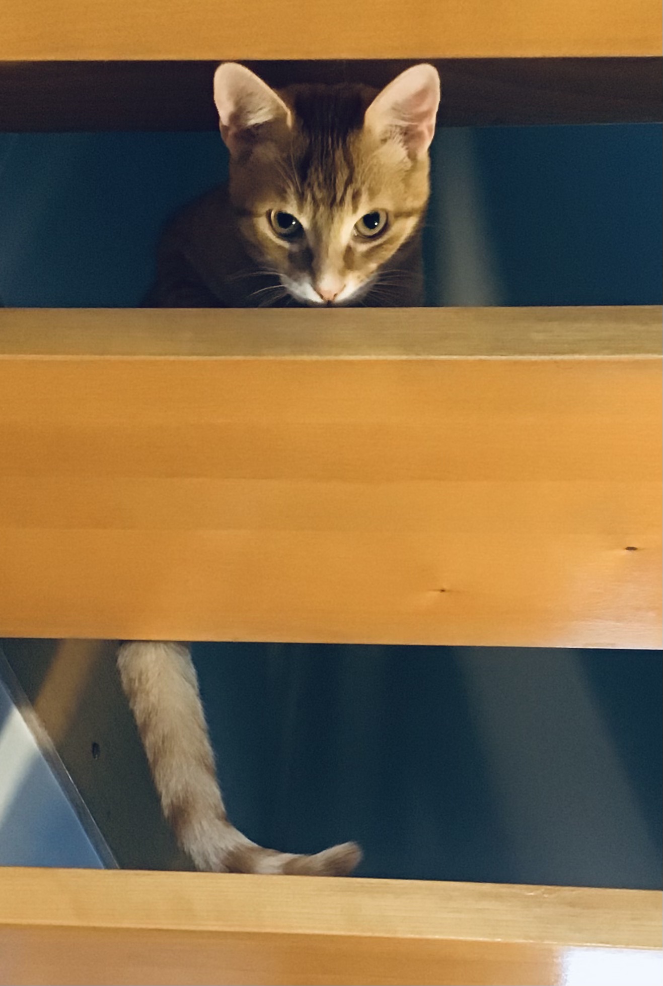 Art graphique Maurice le Chat orange par Anne Lupien