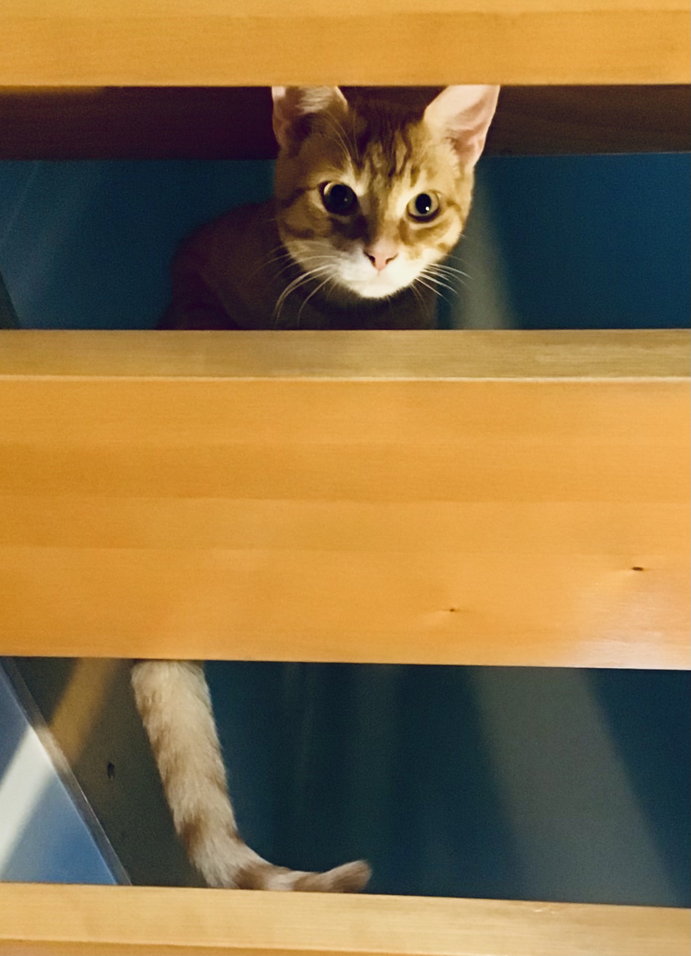 Le chat Maurice