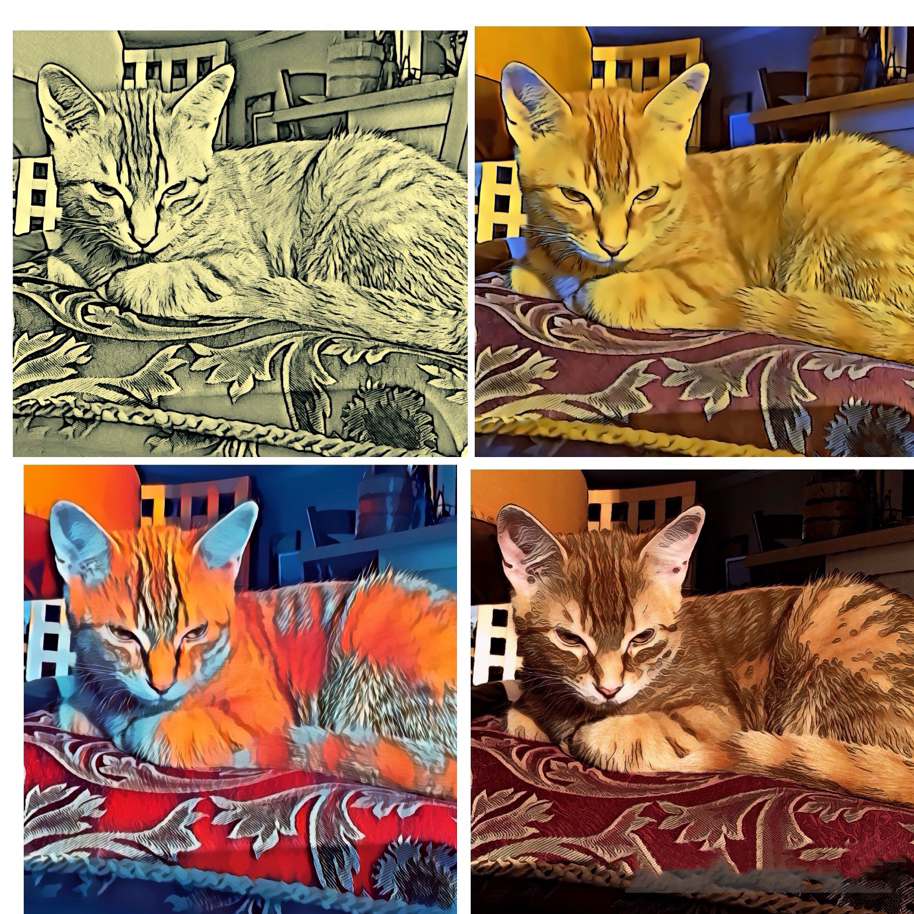 Chat orange tabby