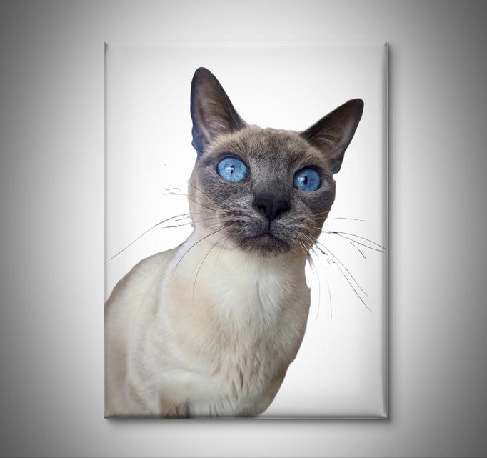 Chatte siamoise blue point