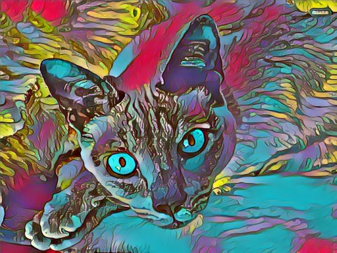 Photo artistique Chat siamois blue point